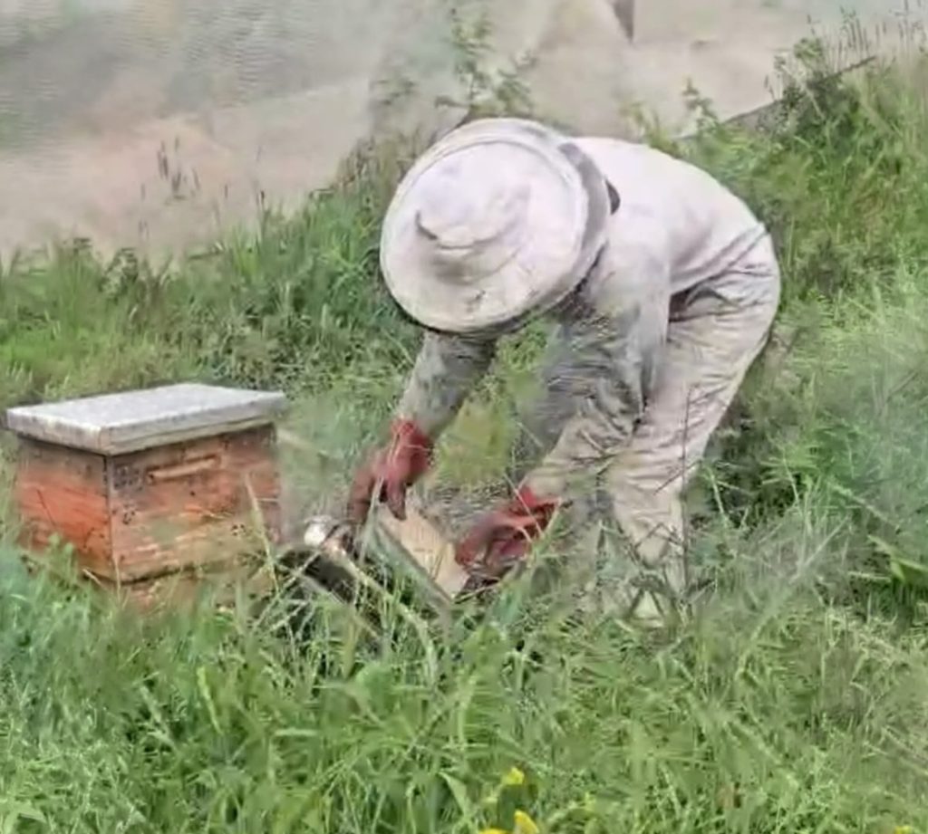 Beekeeping