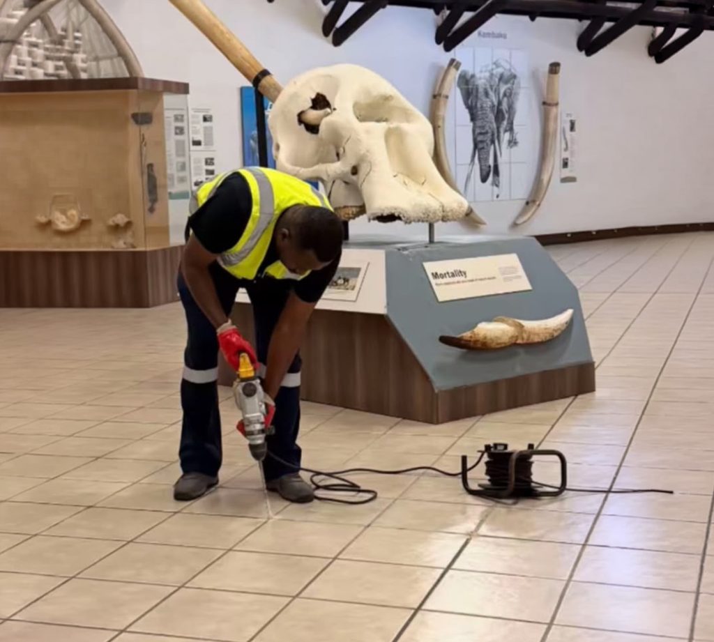 Termite Control